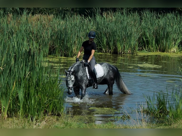 Koń westfalski Ogier 6 lat 164 cm Siwa in Iserlohn