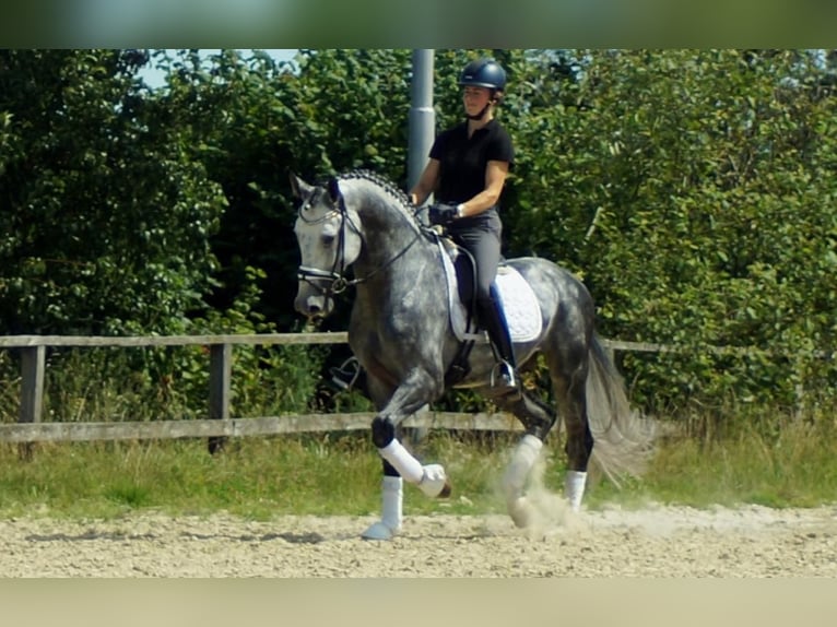 Koń westfalski Ogier 6 lat 164 cm Siwa in Iserlohn