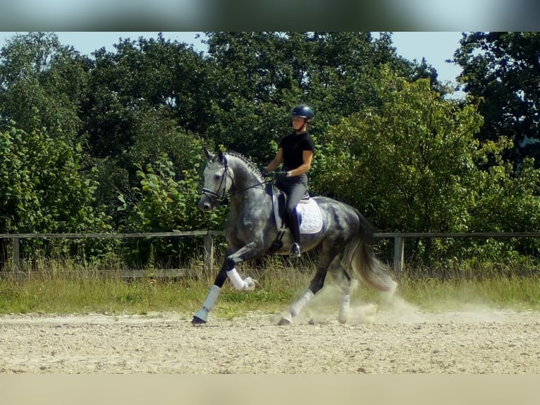 Koń westfalski Ogier 6 lat 164 cm Siwa in Iserlohn