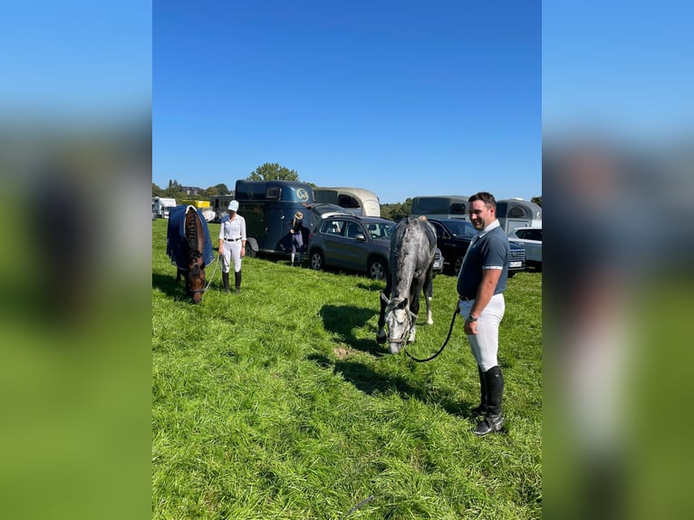 Koń westfalski Ogier 6 lat 164 cm Siwa in Iserlohn