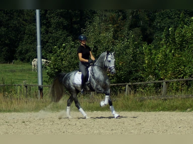 Koń westfalski Ogier 6 lat 164 cm Siwa in Iserlohn