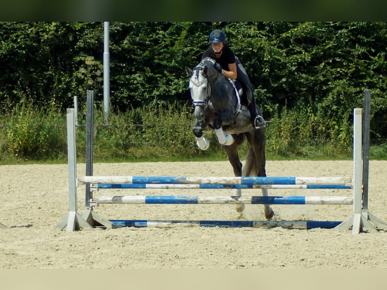 Koń westfalski Ogier 6 lat 164 cm Siwa in Iserlohn