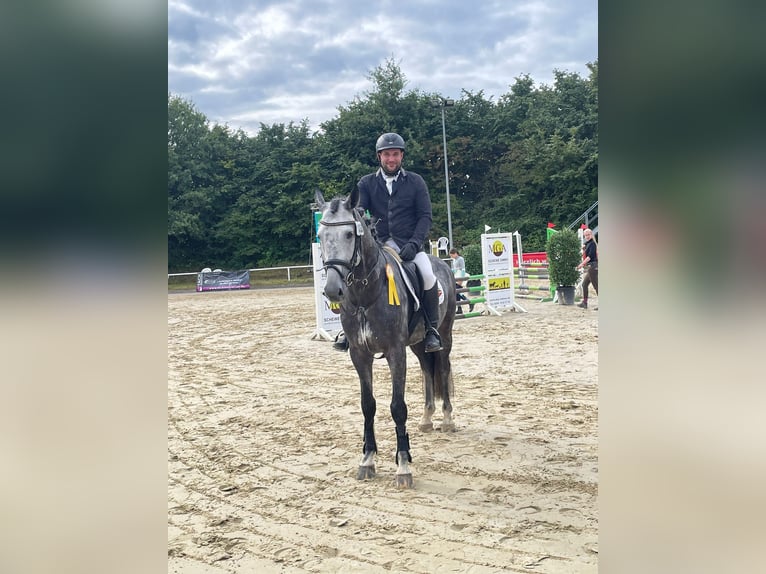 Koń westfalski Ogier 6 lat 164 cm Siwa in Iserlohn