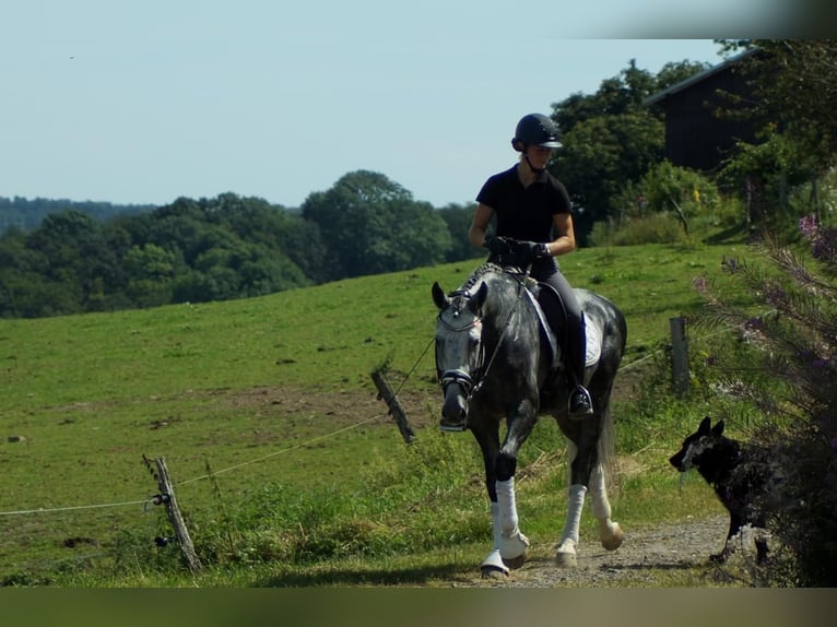 Koń westfalski Ogier 6 lat 164 cm Siwa in Iserlohn