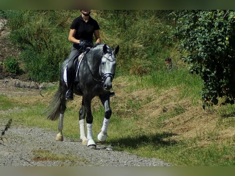 Koń westfalski Ogier 6 lat 164 cm Siwa in Iserlohn