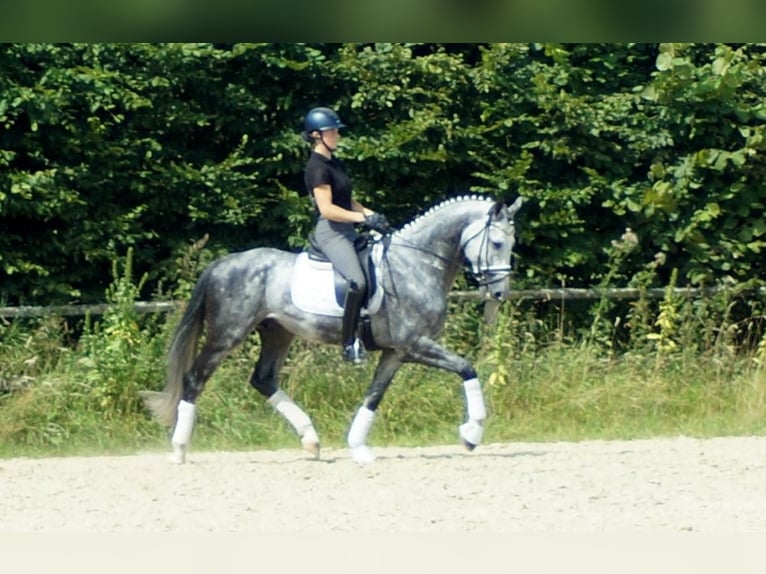 Koń westfalski Ogier 6 lat 164 cm Siwa in Iserlohn