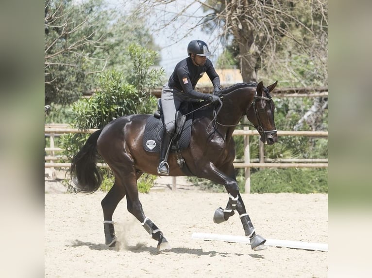 Koń westfalski Ogier 6 lat 184 cm Ciemnogniada in Los Barrios