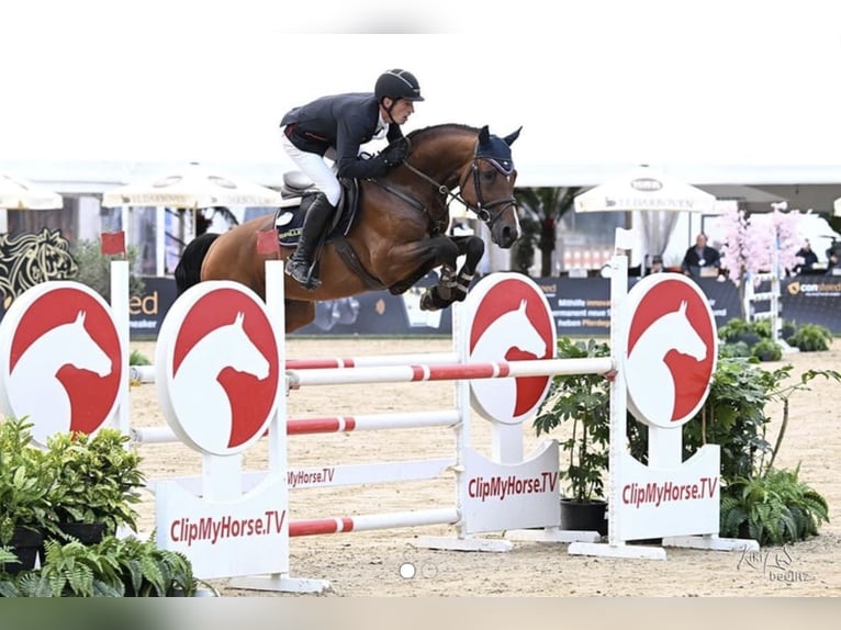 Koń westfalski Ogier 7 lat 167 cm Gniada in Heiden