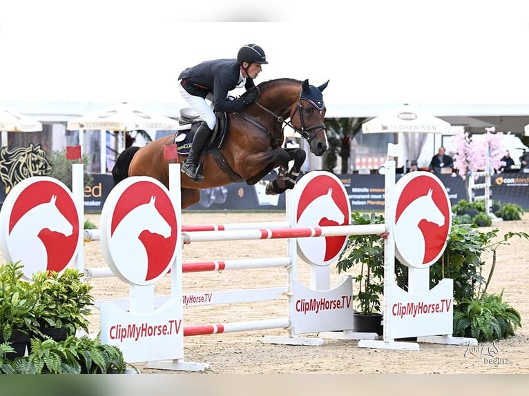 Koń westfalski Ogier 7 lat 169 cm Gniada in Borken