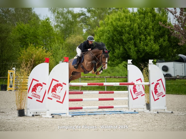 Koń westfalski Ogier 8 lat 168 cm Gniada in Neuried