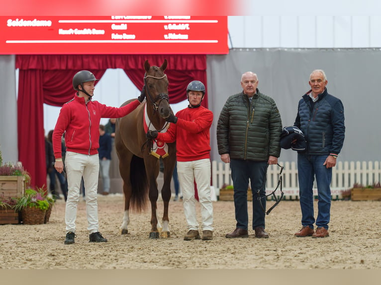 Koń westfalski Ogier Ciemnokasztanowata in Werder