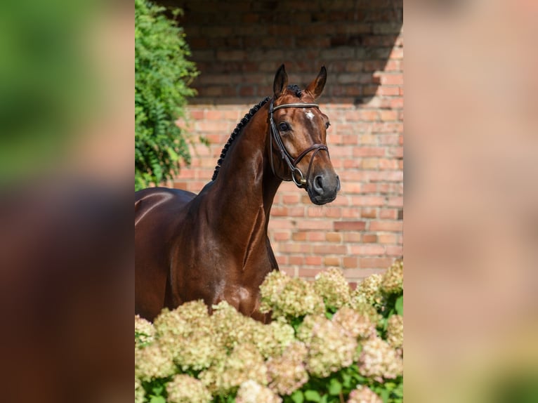 Koń westfalski Ogier in H&#xF6;rstel