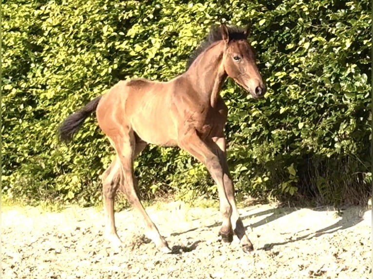 Koń westfalski Ogier Źrebak (04/2025) 168 cm Gniada in Warendorf