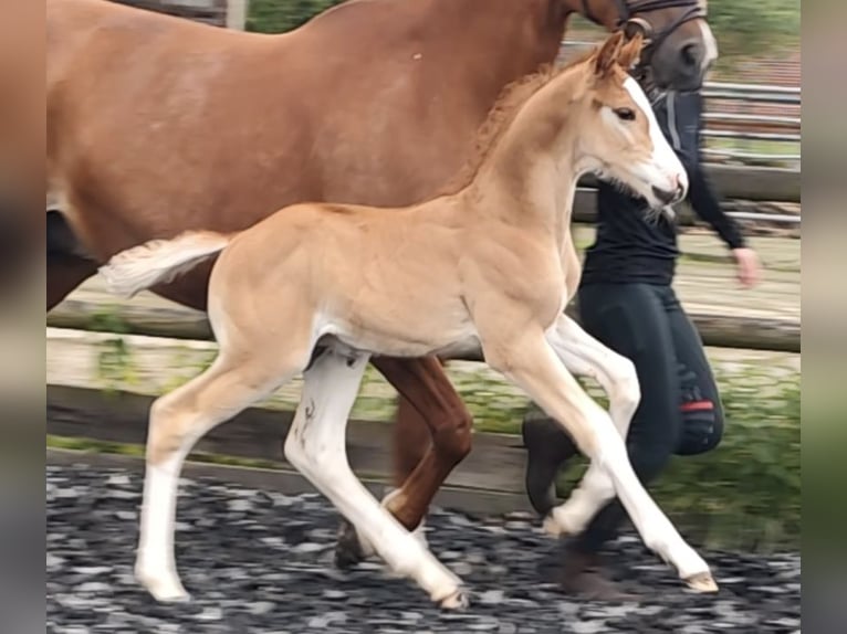 Koń westfalski Ogier Źrebak (05/2026) 168 cm Kasztanowata in Horstmar