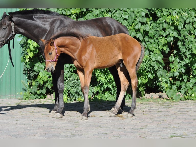 Koń westfalski Ogier Źrebak (04/2024) 169 cm Gniada in Warendorf