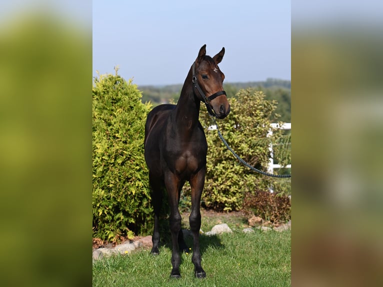 Koń westfalski Ogier Źrebak (02/2024) 170 cm Ciemnogniada in Wysin