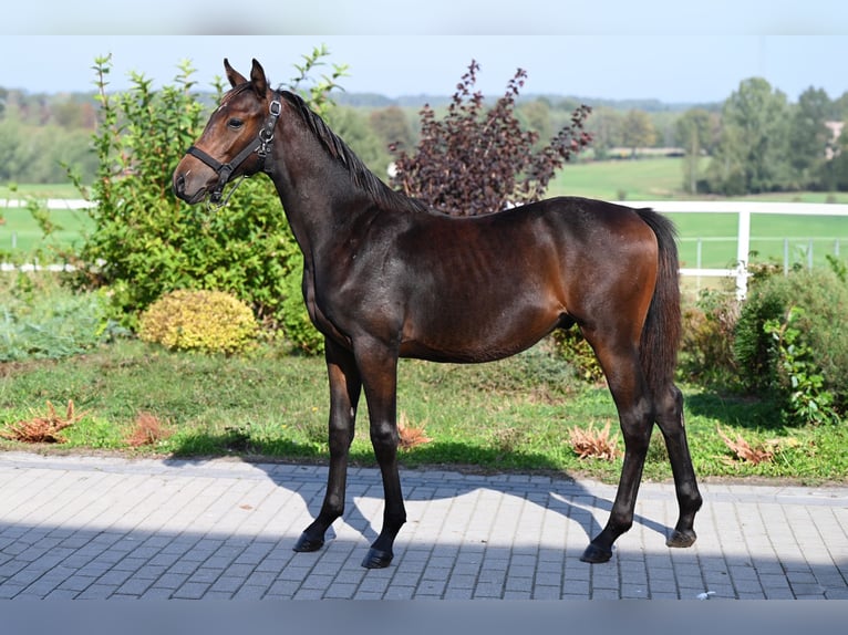 Koń westfalski Ogier Źrebak (02/2024) 170 cm Ciemnogniada in Wysin