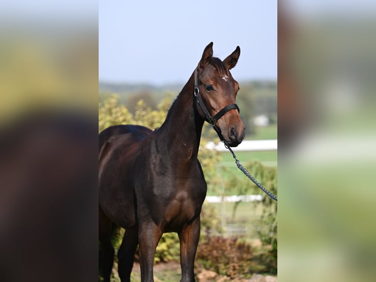 Koń westfalski Ogier Źrebak (02/2024) 170 cm Ciemnogniada in Wysin