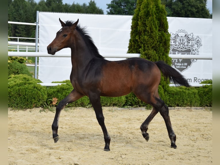 Koń westfalski Ogier Źrebak (02/2024) 170 cm Ciemnogniada in Wysin