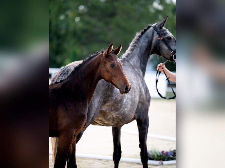 Koń westfalski Ogier Źrebak (02/2024) 170 cm Ciemnogniada in Wysin