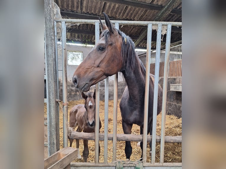 Koń westfalski Ogier Źrebak (04/2026) 170 cm Ciemnogniada in Eckenroth