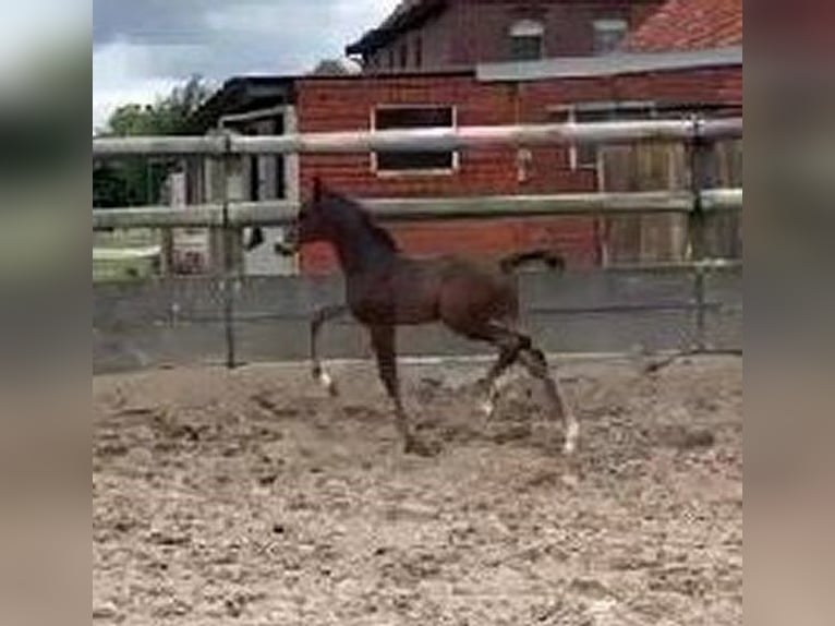 Koń westfalski Ogier Źrebak (06/2024) 170 cm Ciemnogniada in Telgte