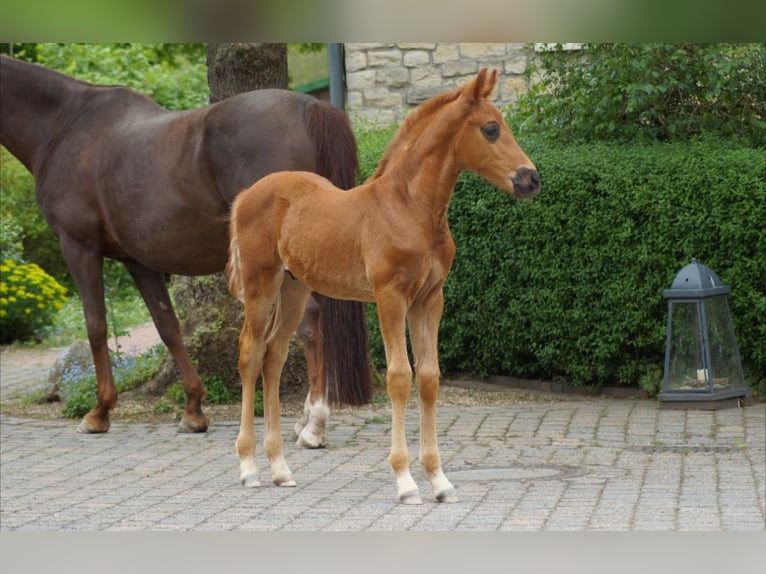 Koń westfalski Ogier Źrebak (03/2026) 170 cm Ciemnokasztanowata in Horstmar