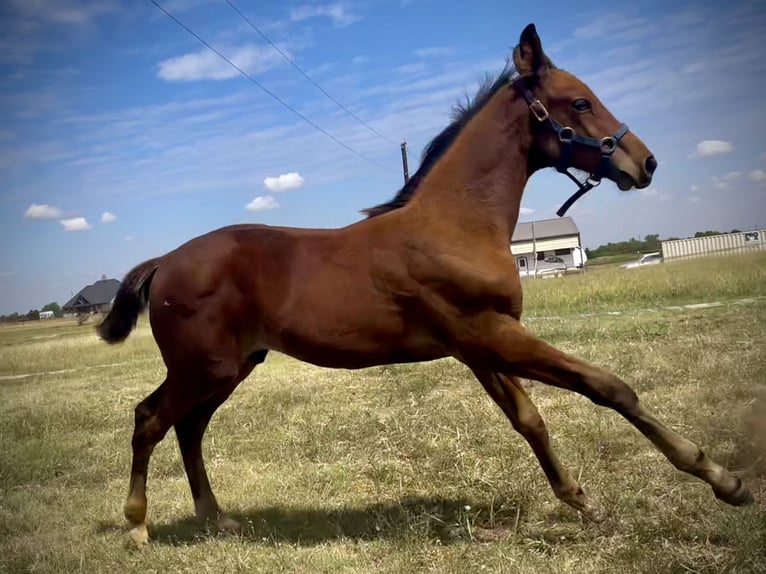 Koń westfalski Ogier Źrebak (06/2024) 170 cm Gniada in Cashion