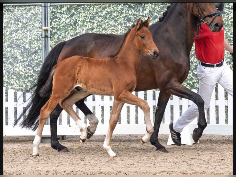 Koń westfalski Ogier  170 cm Gniada in Lienen