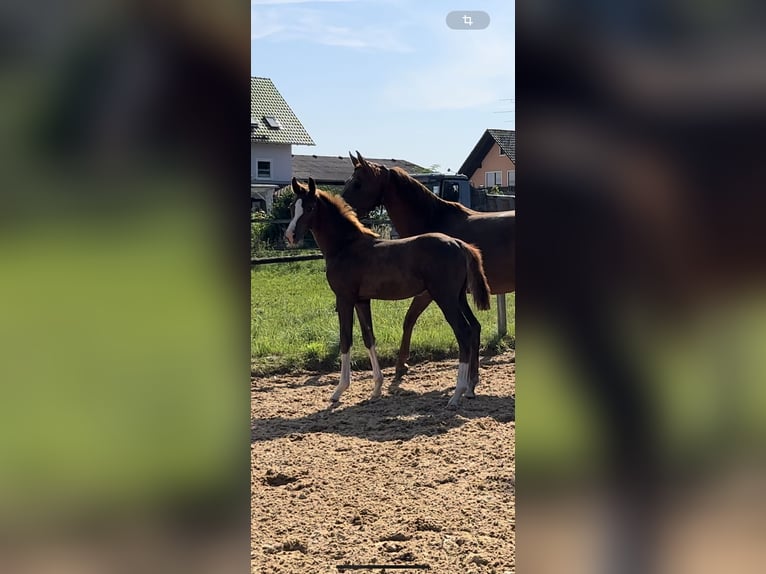 Koń westfalski Ogier Źrebak (05/2024) 170 cm in HallbergmoosHallbergmoos