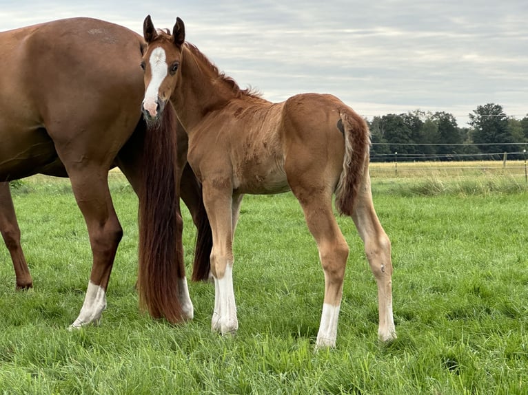 Koń westfalski Ogier Źrebak (05/2024) 170 cm in HallbergmoosHallbergmoos