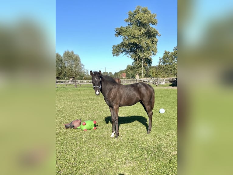 Koń westfalski Ogier Źrebak (04/2026) 170 cm Skarogniada in Dülmen
