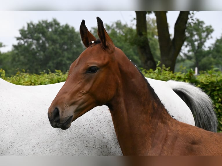 Koń westfalski Ogier Źrebak (05/2024) 172 cm Gniada in Reichenwalde