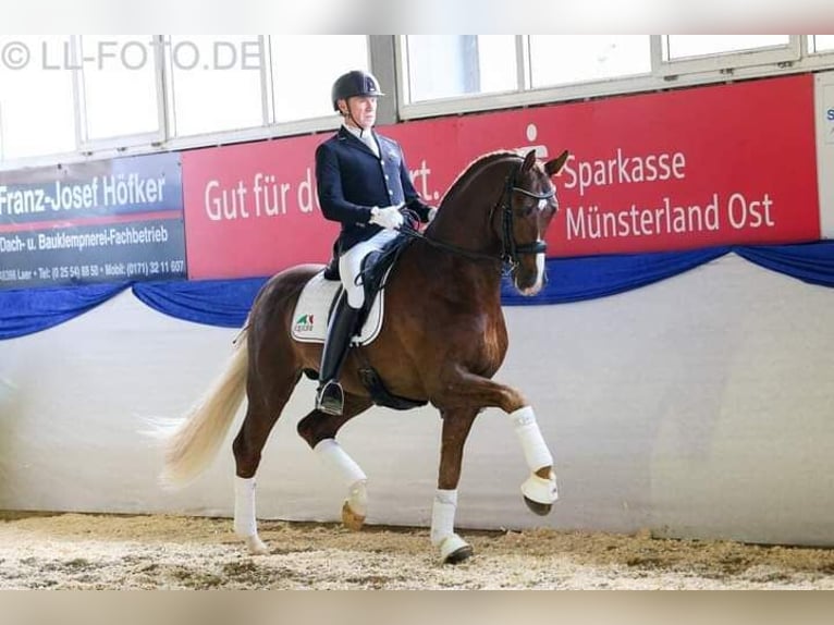 Koń westfalski Ogier  172 cm Kara in Greven