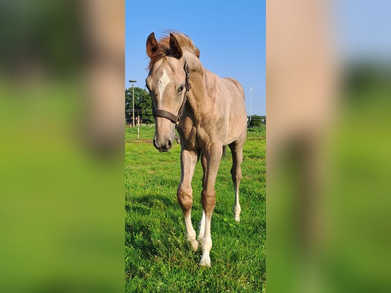 Koń westfalski Ogier Źrebak (05/2024) 173 cm Kasztanowatodereszowata in Hopsten