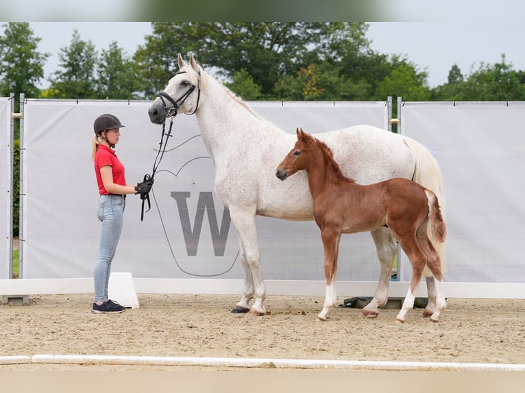 Koń westfalski Ogier Źrebak (05/2024) 173 cm Kasztanowatodereszowata in Hopsten