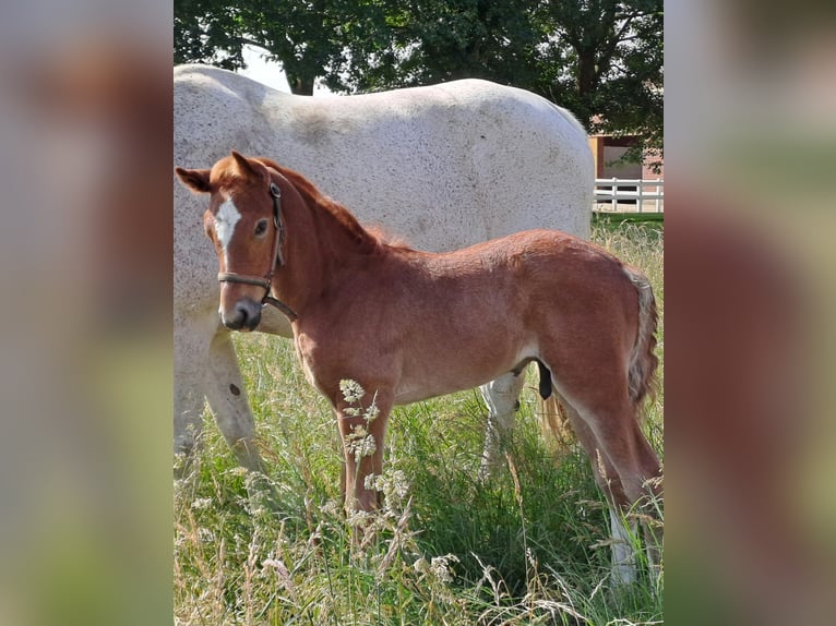 Koń westfalski Ogier Źrebak (05/2024) 173 cm Kasztanowatodereszowata in Hopsten