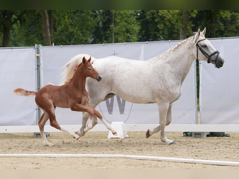 Koń westfalski Ogier Źrebak (05/2024) 173 cm Kasztanowatodereszowata in Hopsten