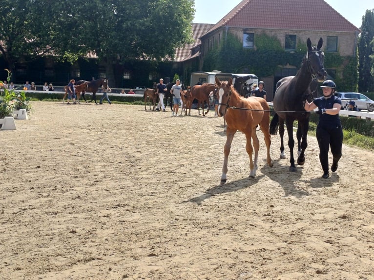 Koń westfalski Ogier Źrebak (02/2025) 174 cm Kasztanowata in G&#xF6;ttingen