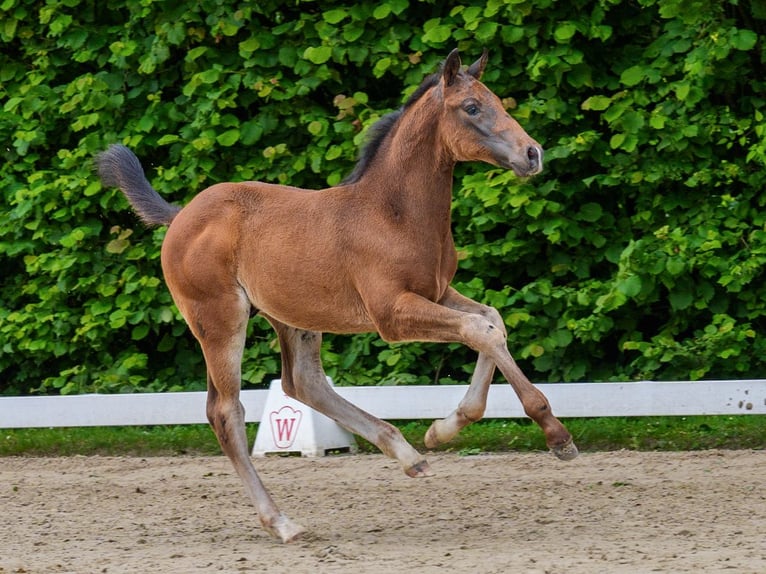 Koń westfalski Ogier Źrebak (04/2026) Ciemnogniada in Mnster-Handorf