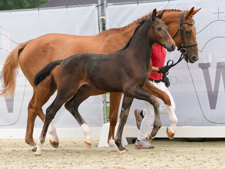 Koń westfalski Ogier Źrebak (05/2024) Ciemnogniada in Münster-Handorf