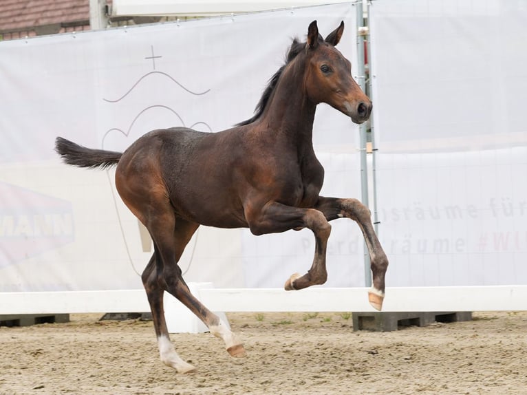 Koń westfalski Ogier Źrebak (05/2024) Ciemnogniada in Münster-Handorf