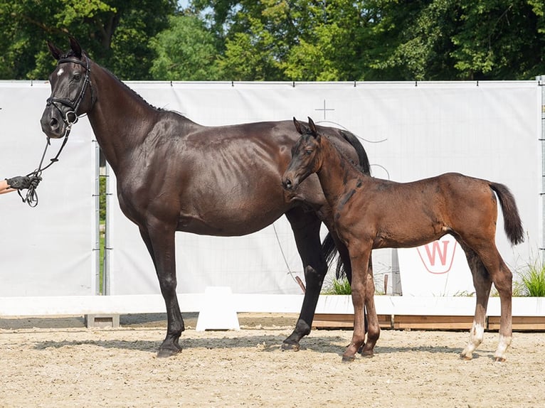 Koń westfalski Ogier Źrebak (06/2024) Ciemnogniada in Münster-Handorf