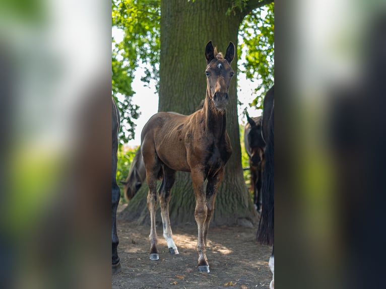 Koń westfalski Ogier Źrebak (06/2024) Ciemnogniada in Werne