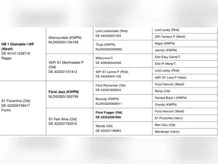 Koń westfalski Ogier Źrebak (05/2025) Ciemnogniada in Ibbenb&#xFC;ren