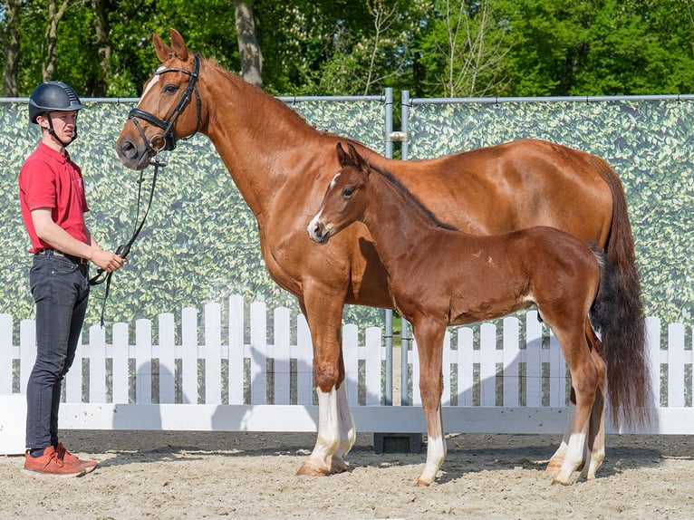 Koń westfalski Ogier  Ciemnogniada in Mnster-Handorf