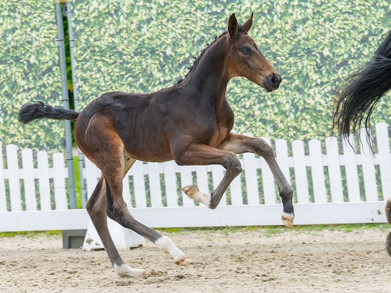 Koń westfalski Ogier Źrebak (04/2026) Ciemnogniada in Mnster-Handorf