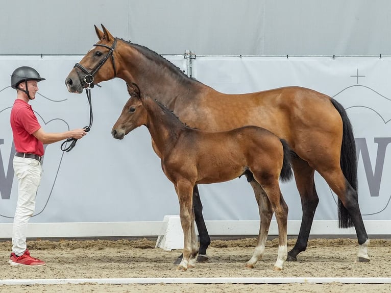 Koń westfalski Ogier Źrebak (04/2024) Ciemnogniada in Münster-Handorf