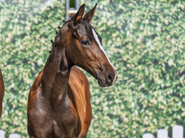 Koń westfalski Ogier  Ciemnogniada in M&#xFC;nster Handorf