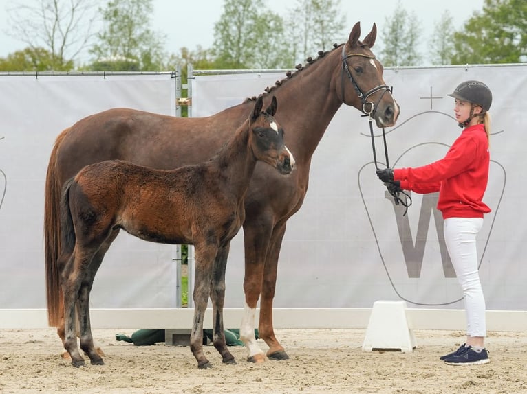 Koń westfalski Ogier Źrebak (01/2024) Ciemnogniada in Münster-Handorf